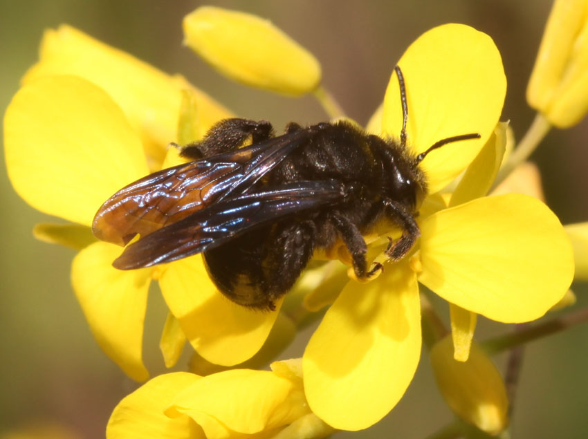 Andrena (Plastandrena) pilipes ♀ (Apidae Andreninae)