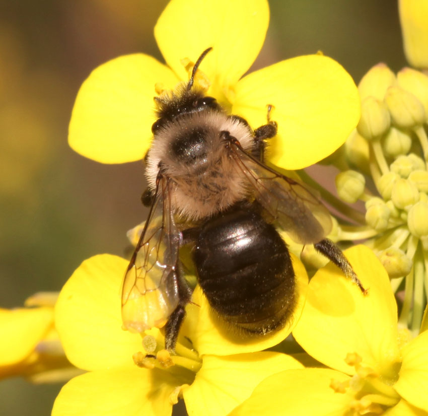 Andrena (Hyperandrena) bicolorata  (Apidae Andreninae)