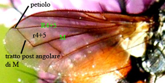 Eriothrix rufomaculatus