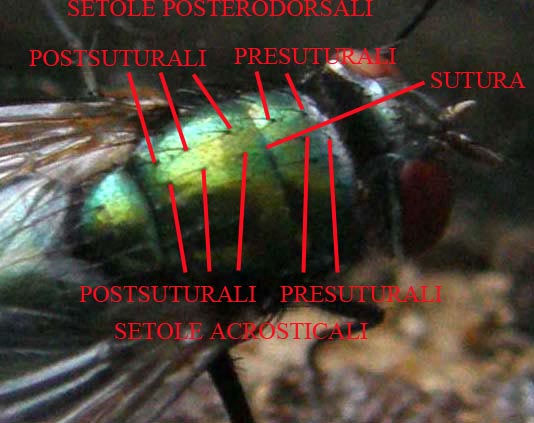 Lucilia sericata  ♀ (Calliphoridae)