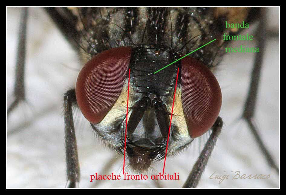 Musca domestica