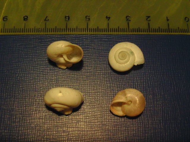 For identification