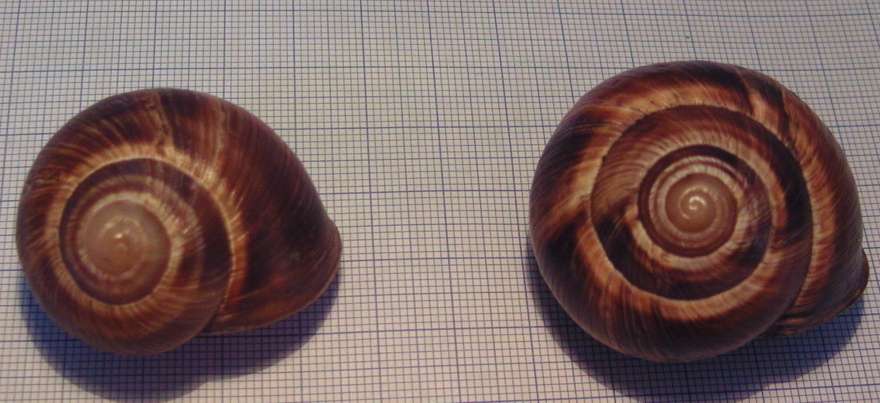 Helix Romania