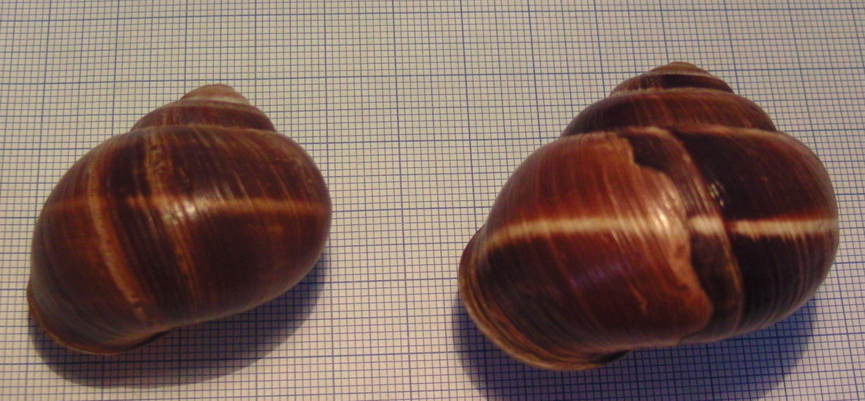 Helix Romania