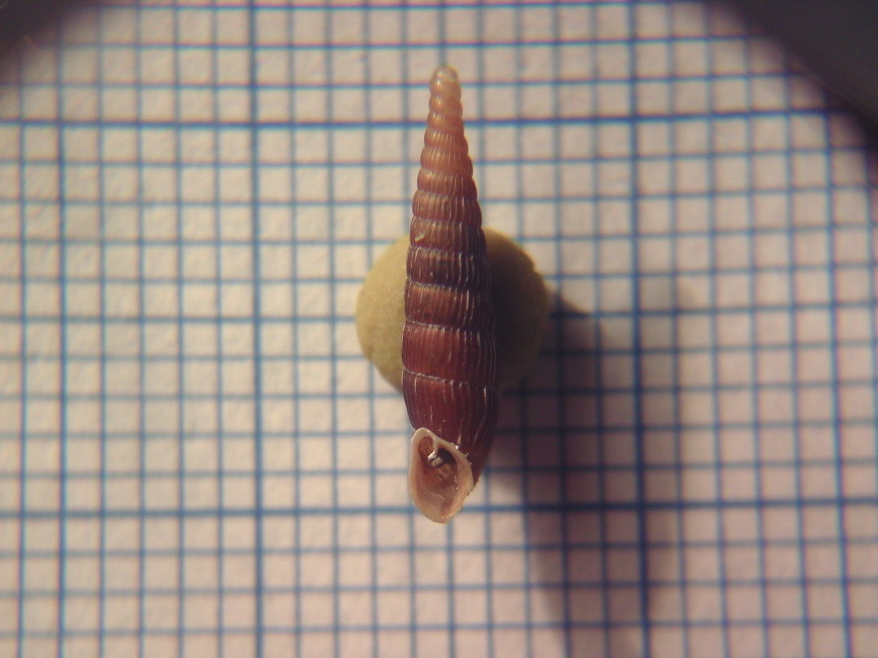 Clausiliidae da determinare