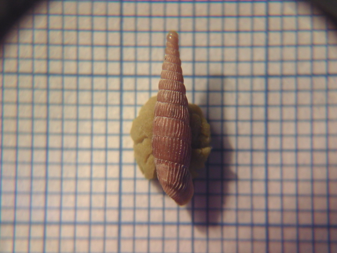 Clausiliidae da determinare