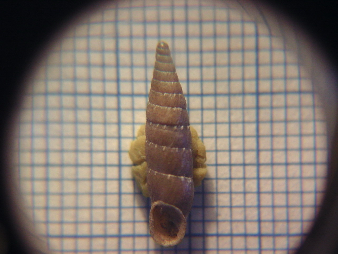 Clausiliidae da determinare