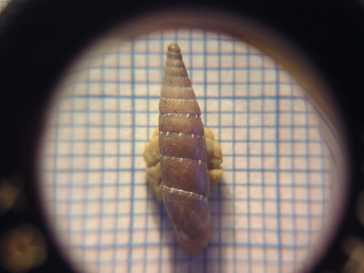 Clausiliidae da determinare