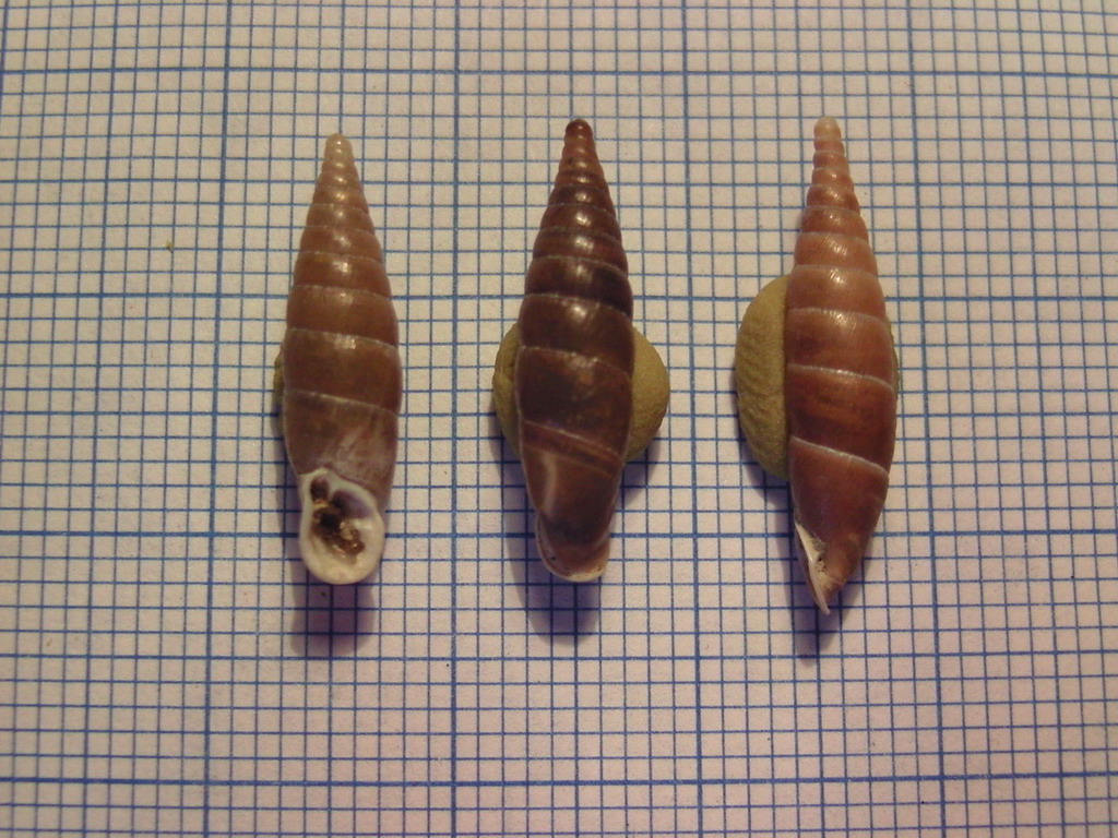 Clausiliidae da determinare