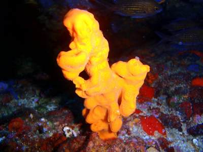 Axinellae cannabina