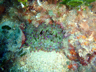 Cribrinopsis crassa