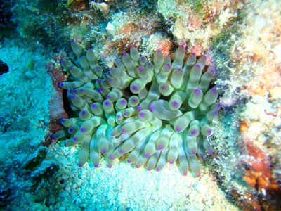 Cribrinopsis crassa