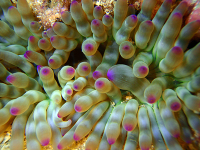 Cribrinopsis crassa