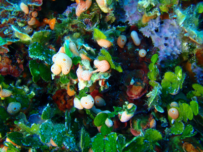 Polysyncraton lacazei