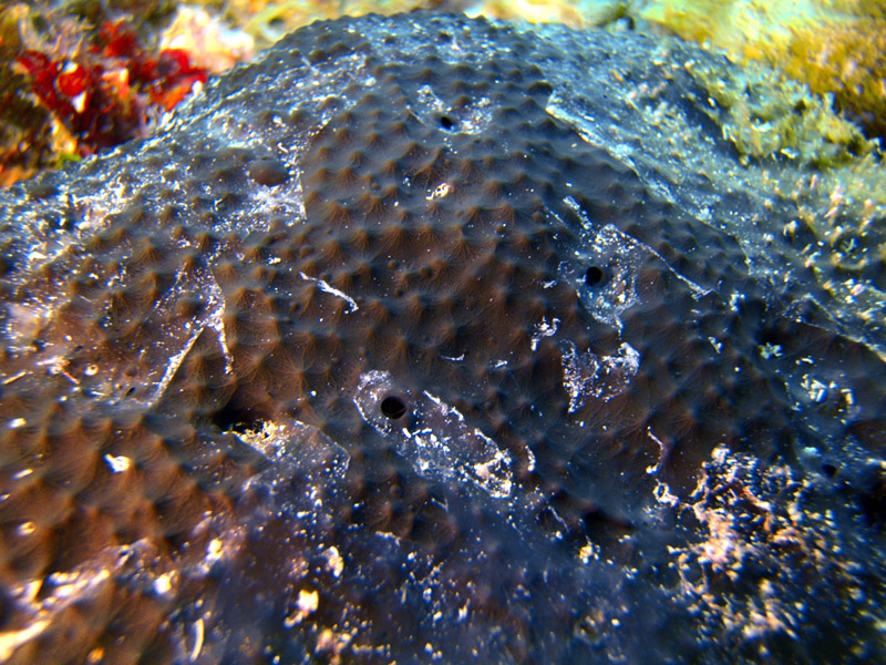 Sarcotragus spinosulus