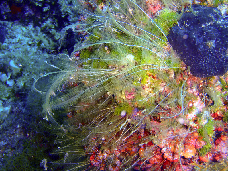 Aglaophenia sp.