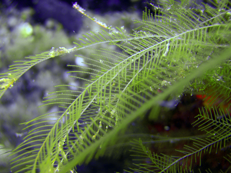 Aglaophenia sp.