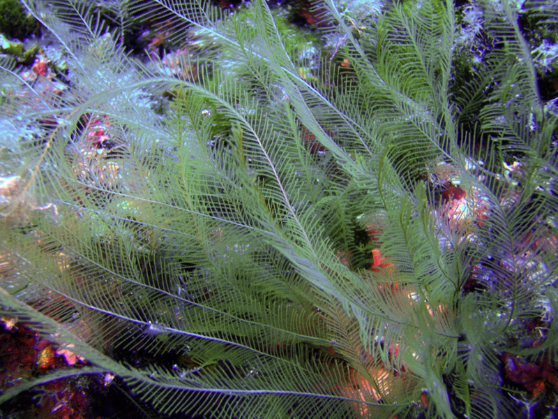 Aglaophenia sp.