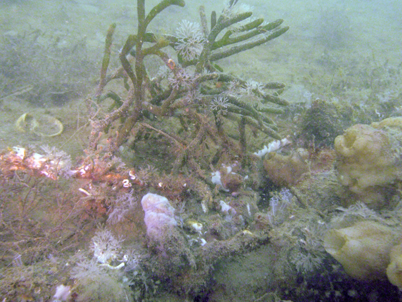 Codium sp. con briozoi