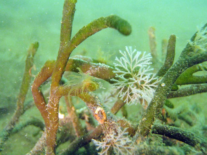 Codium sp. con briozoi