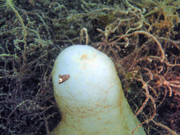 Phallusia mamillata