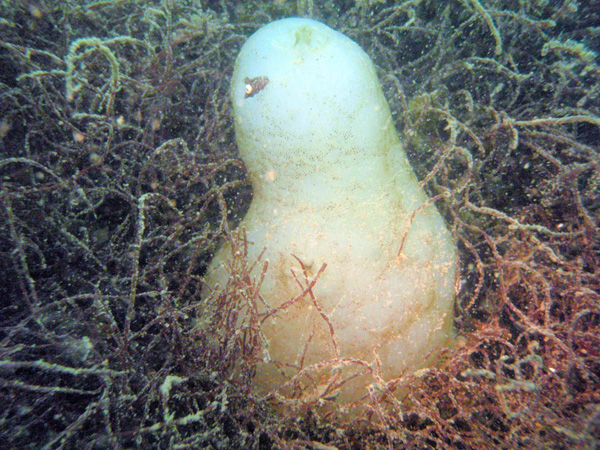 Phallusia mamillata