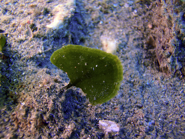 Flabellia petiolata