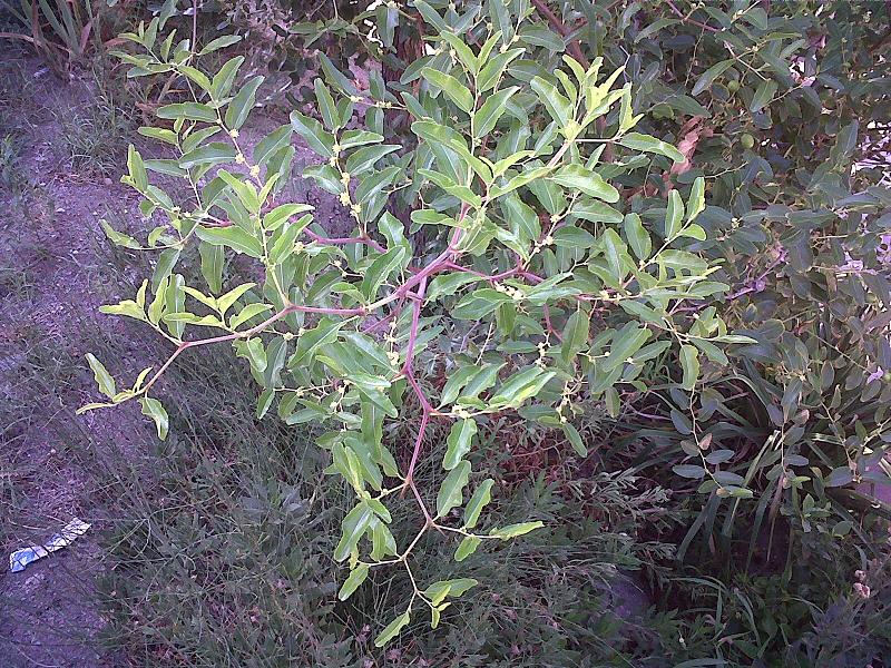Ziziphus jujuba