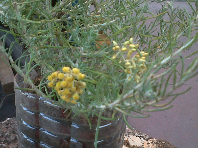 che pianta sar� mai?