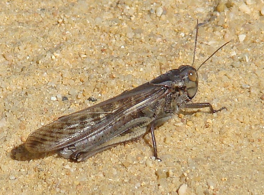 da identificare