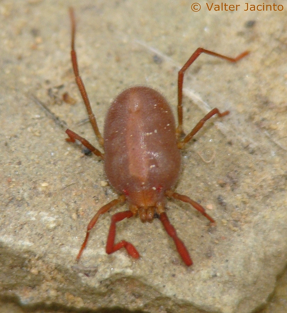 Acaro da identificare: Erythraeus sp.