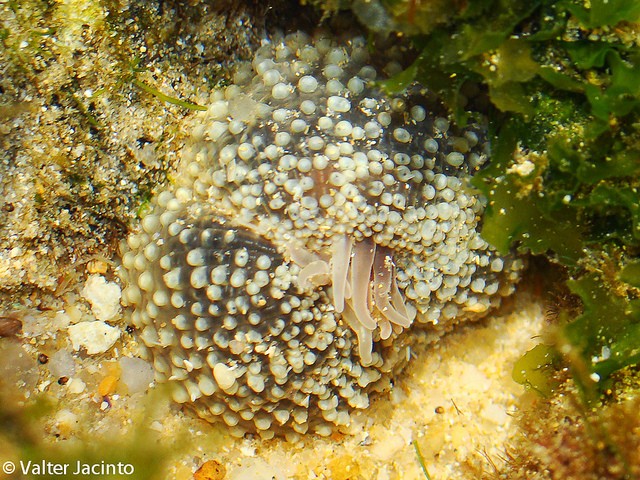 Anemoni da determinare