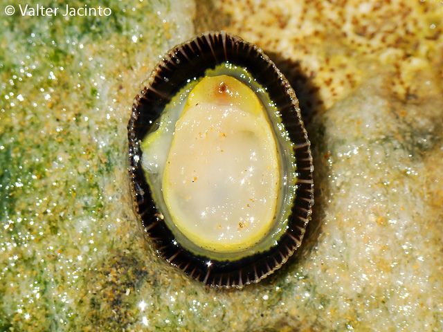 Da determinare = Siphonaria pectinata