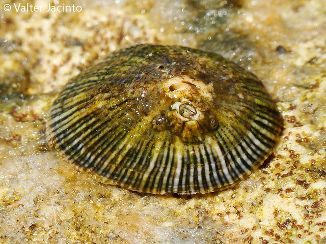 Da determinare = Siphonaria pectinata