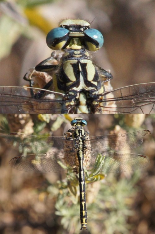 da identificare: Gomphus graslinii