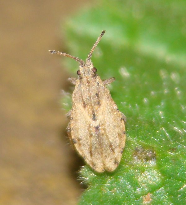 Tingidae: Tingis liturata dell''Algarve (P)