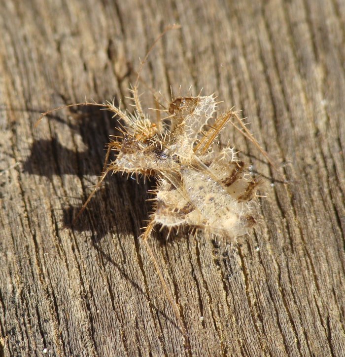 Coreidae: Phyllomorpha laciniata dell''Algarve (P)