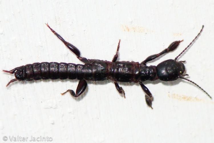Haploembia solieri ?
