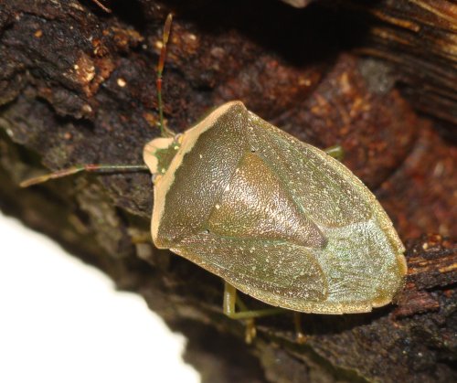 Pentatomidae: Nezara viridula f. torquata dell''Algarve (P)