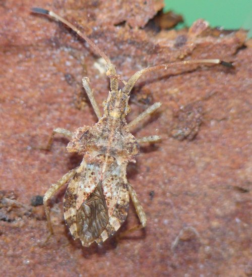 Centrocoris sp.
