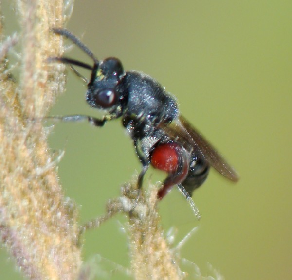 Chirocera pectinicornis ? (Chalcididae)