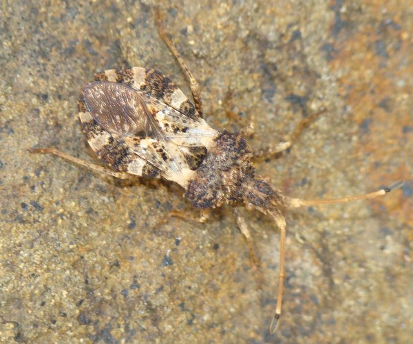 Coreidae: Centrocoris cf variegatus dell''Algarve