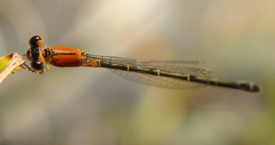 Platycnemis acutipennis ?