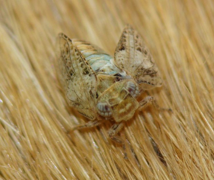 Issidae - da identificare