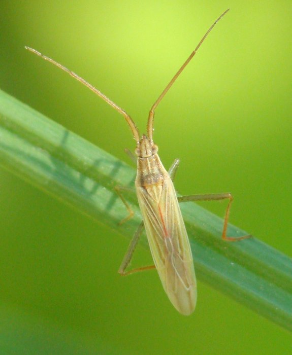 Miridae: Stenodema cfr. laevigata dell''Algarve