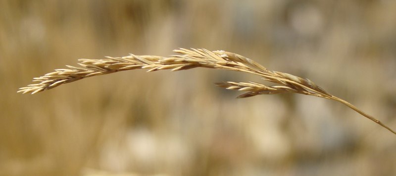 Poaceae - Festuca sp.