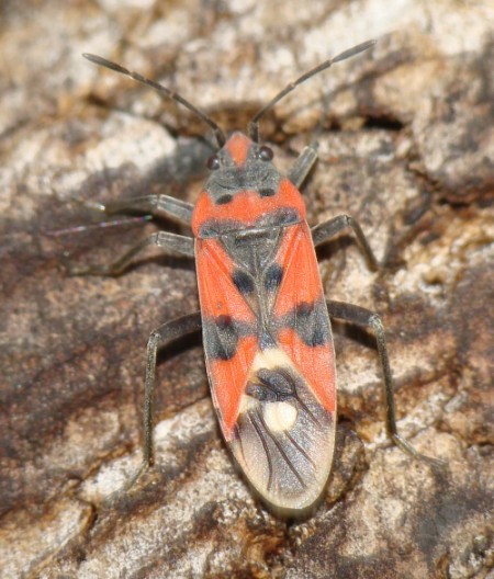 Lygaeidae: Lygaeus equestris dell''Algarve