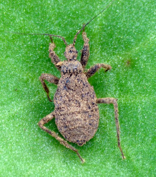 Reduviidae: Reduvius sp., ninfa, dell''Algarve (P)
