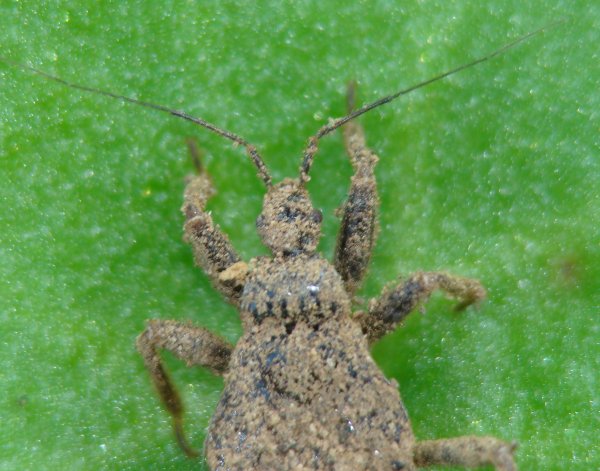 Reduviidae: Reduvius sp., ninfa, dell''Algarve (P)