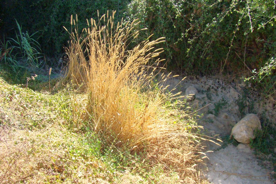 Poaceae - Phalaris bulbosa ?